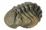 Wide, Bumpy, Enrolled Morocops Trilobite #125159-1